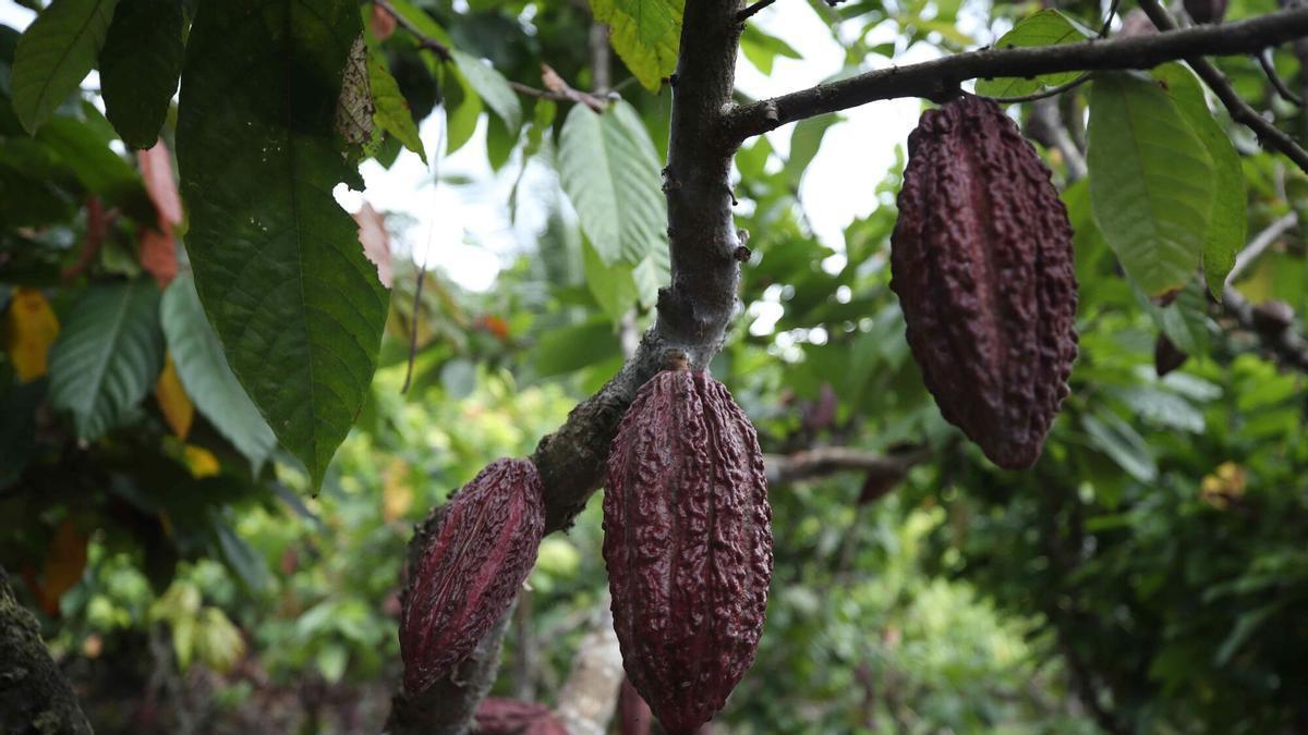 El Niño's warming ocean threatens global harvests, potentially increasing cocoa and coffee prices.