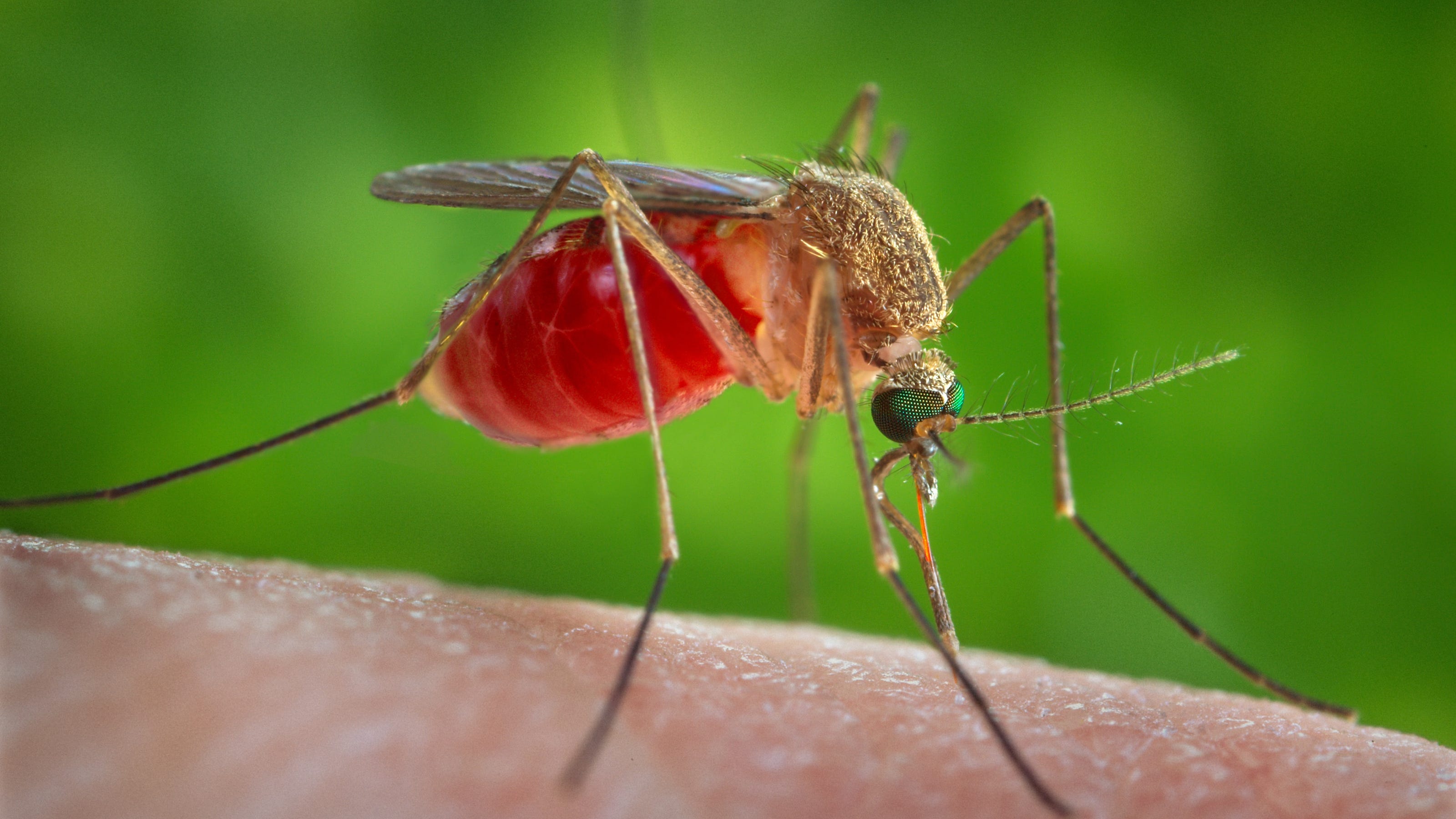 Miami-Dade's Mosquito Season Intensifies; Residents Must Take Steps to Avoid Illness