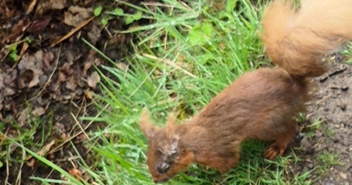 Deadly Squirrelpox Confirmed in Scottish Red Squirrels; Public Urged to Remove Feeders