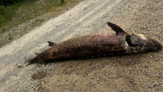 Michigan DNR Seeks Tips After Massive, Protected Lake Sturgeon Found Dumped in Whitehall