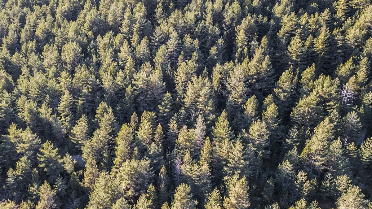 French Scientists Uncover Multiple Reasons for Premature Death of European Forest Trees