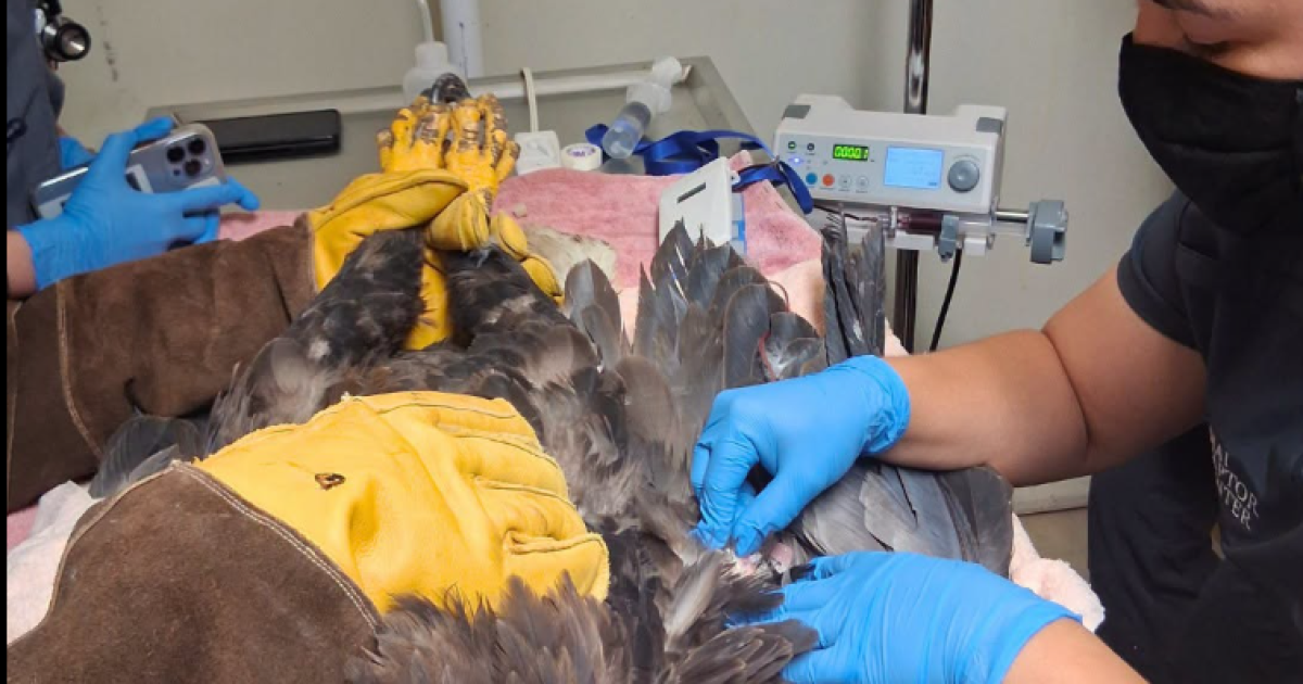 Jackie the Bald Eagle Shows Progress, Remains Critical While Vets Search for Illness
