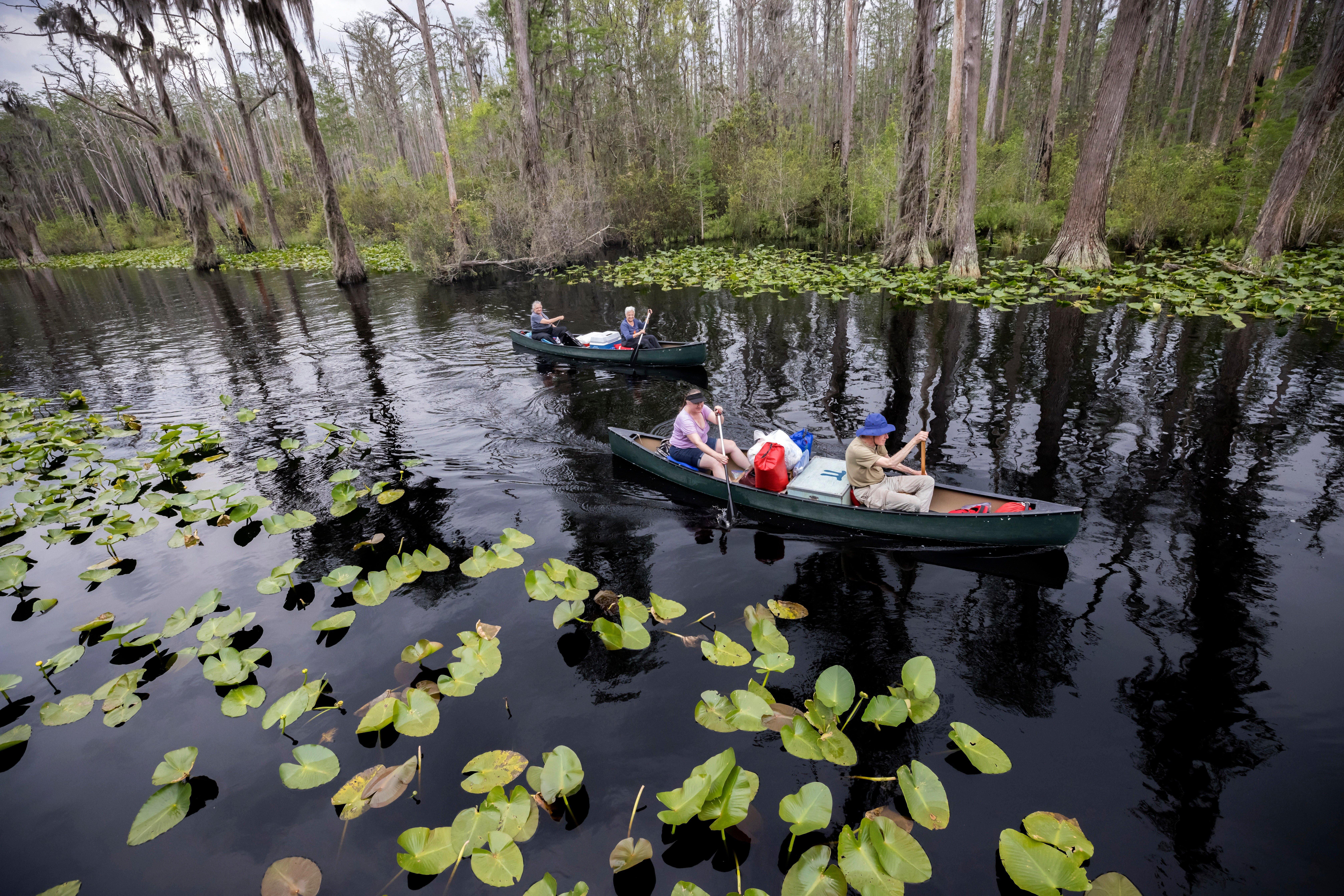 Georgia's Okefenokee Swamp Earns Prestigious UNESCO World Heritage Site Designation
