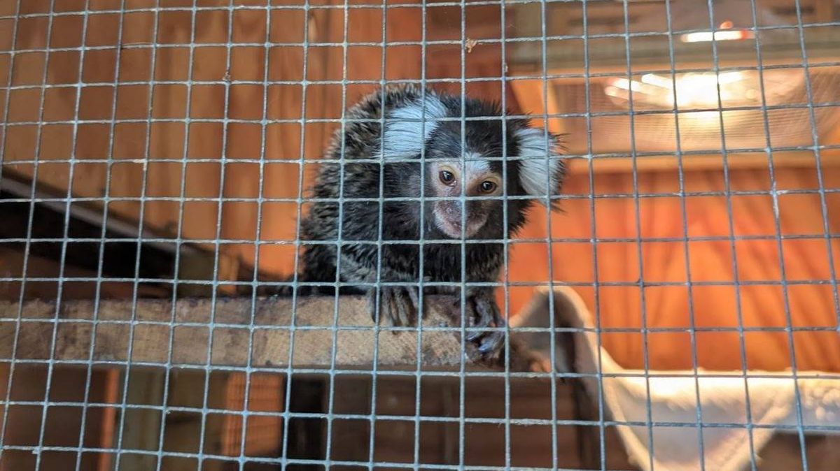 Marmoset found abandoned on London bus sparks debate over new primate licensing rules and welfare.