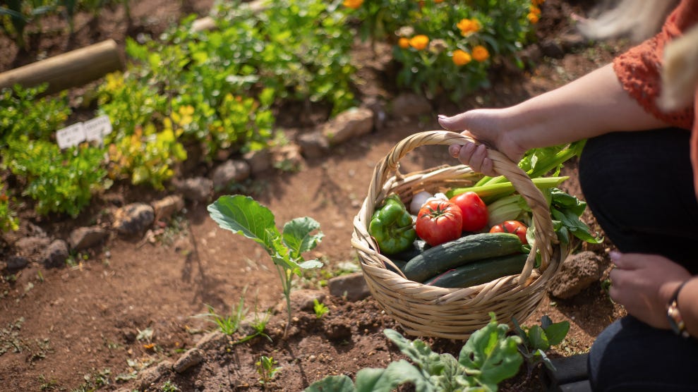Gardening Experts Advise on Best Vegetables to Plant in August for Fall Transition