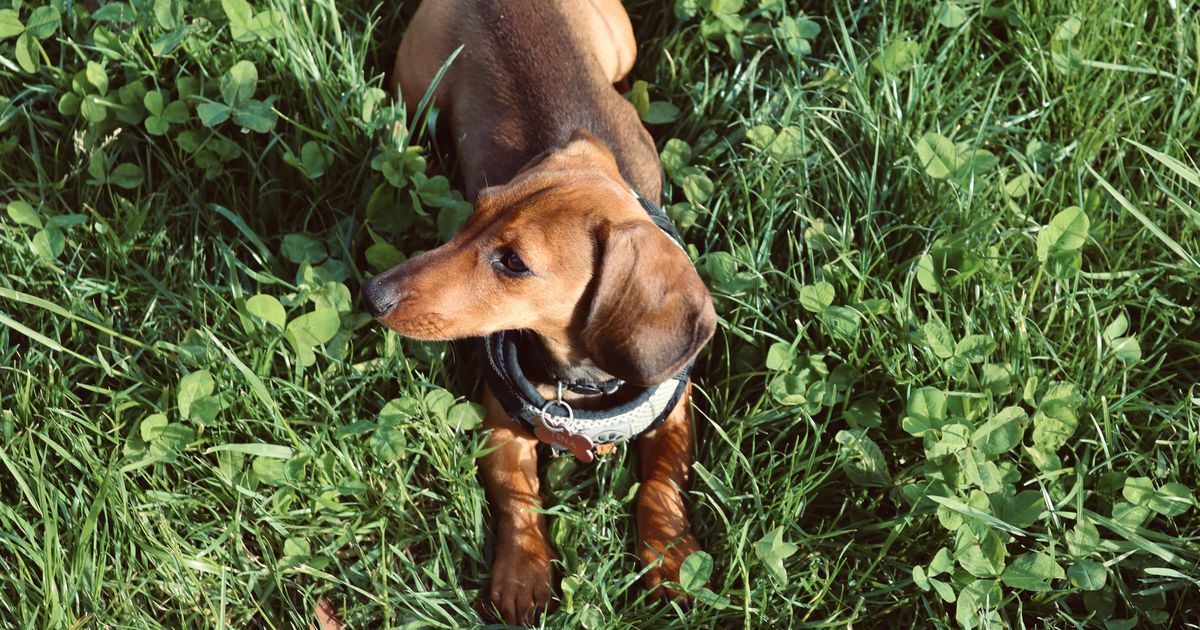 Vet Reveals Why Dogs Eat Grass: Understanding Natural Instincts and Fiber Needs