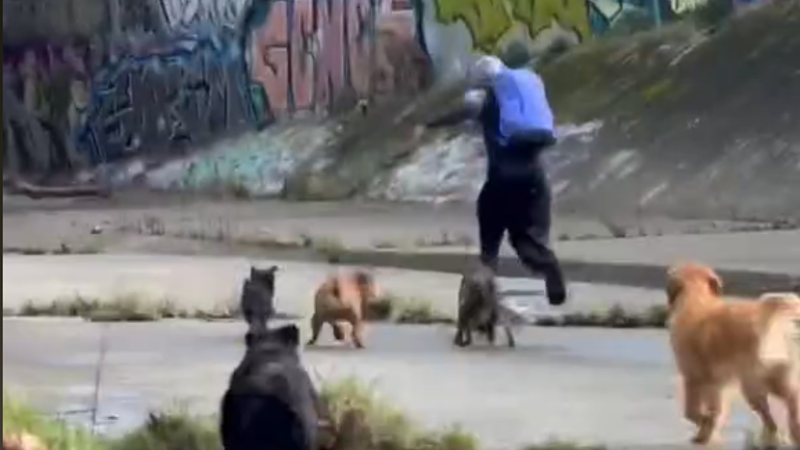 Eight Dogs Chase Man Fleeing Attempted Sexual Assault in Kooyong