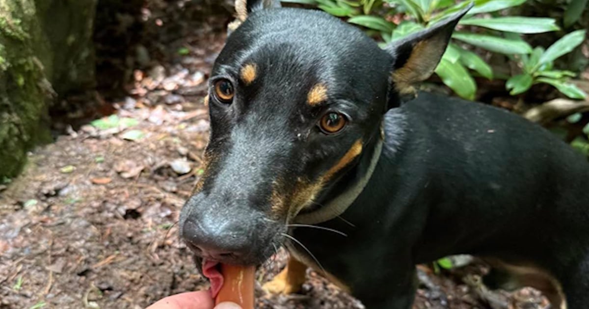 Wolfe County Search & Rescue Team Saves Dog Stranded 35 Feet Down Eastern Kentucky Cliff