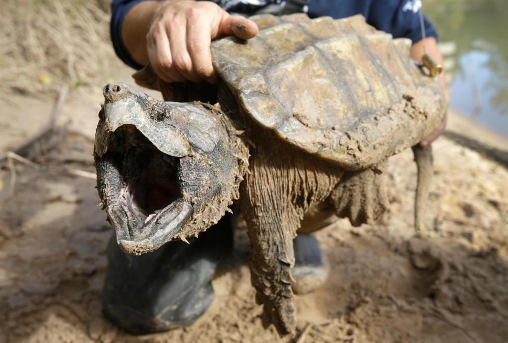 Trump administration cancels automatic protections for threatened species, requiring individual plans and economic review.