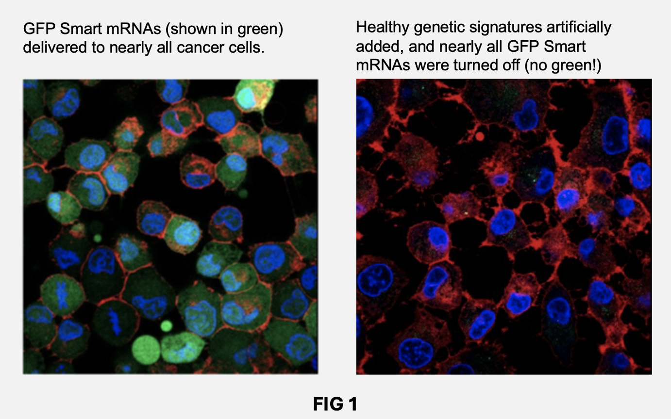Pre-clinical CancerVax creates novel Smart mRNA harnessing global pre-existing immunity to fight cancer.