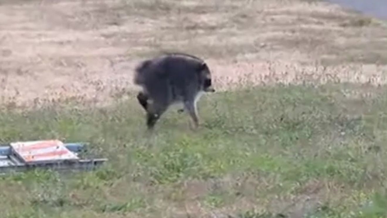 Congressional Members Rally Behind Seattle's Famous Raccoon Jimothy, Urging City Protection Efforts