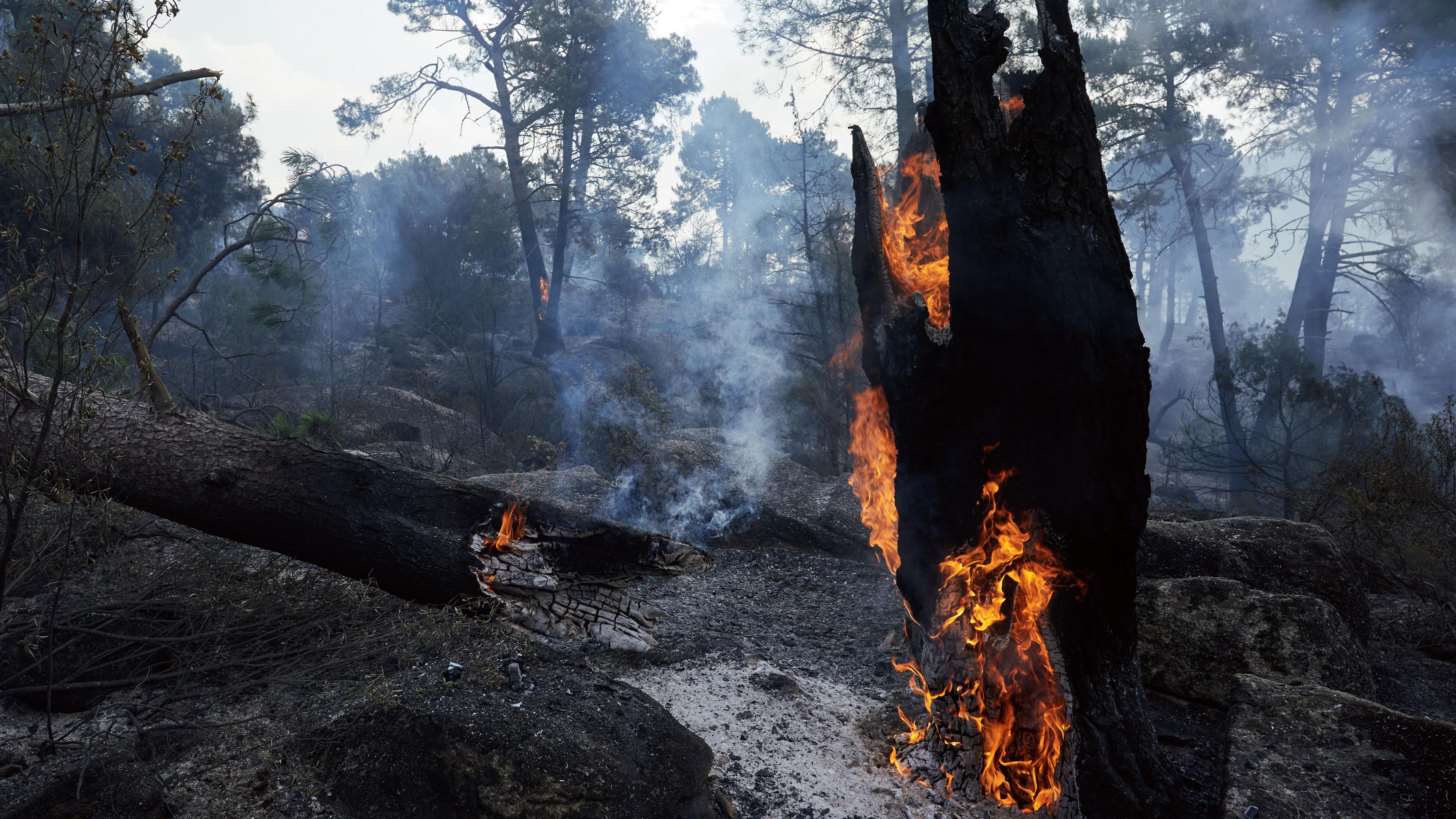 Incendios en Madrid: Así las llamas consumen árboles por completo