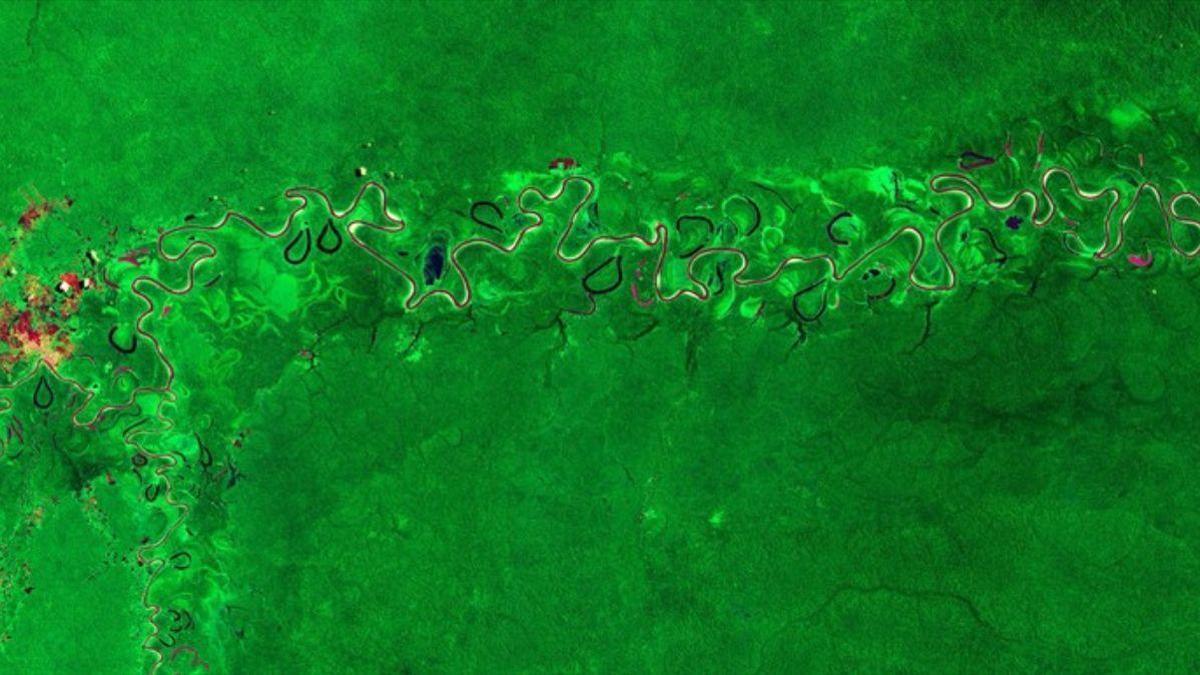 Heatwaves significantly reduce photosynthesis in tropical forests, threatening their vital climate role.