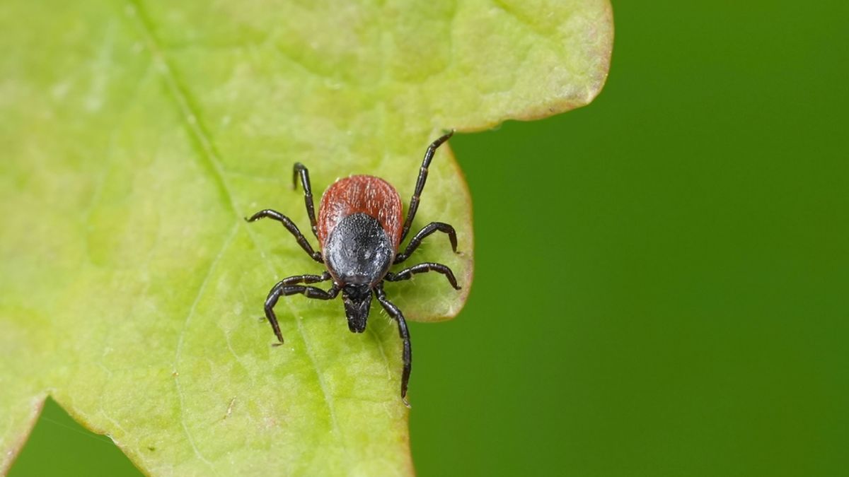 An overlooked tick-borne illness is significantly rising in Ontario this summer