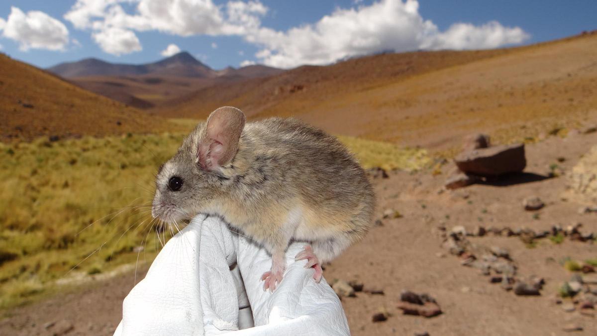 New Mouse Species Found Thriving at 7,000 Meters Challenges Biological Limits