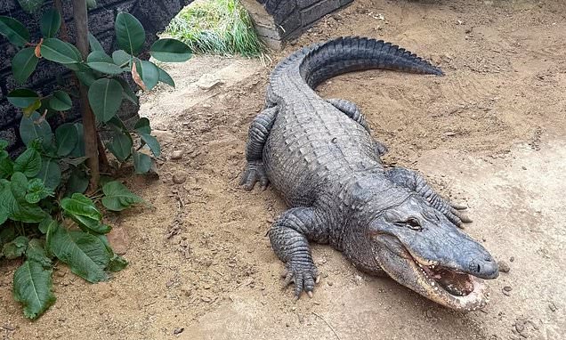 Three-Year-Old Critically Injured in Crocodile Enclosure Attack Undergoes Extensive Surgeries, Recovery Ongoing