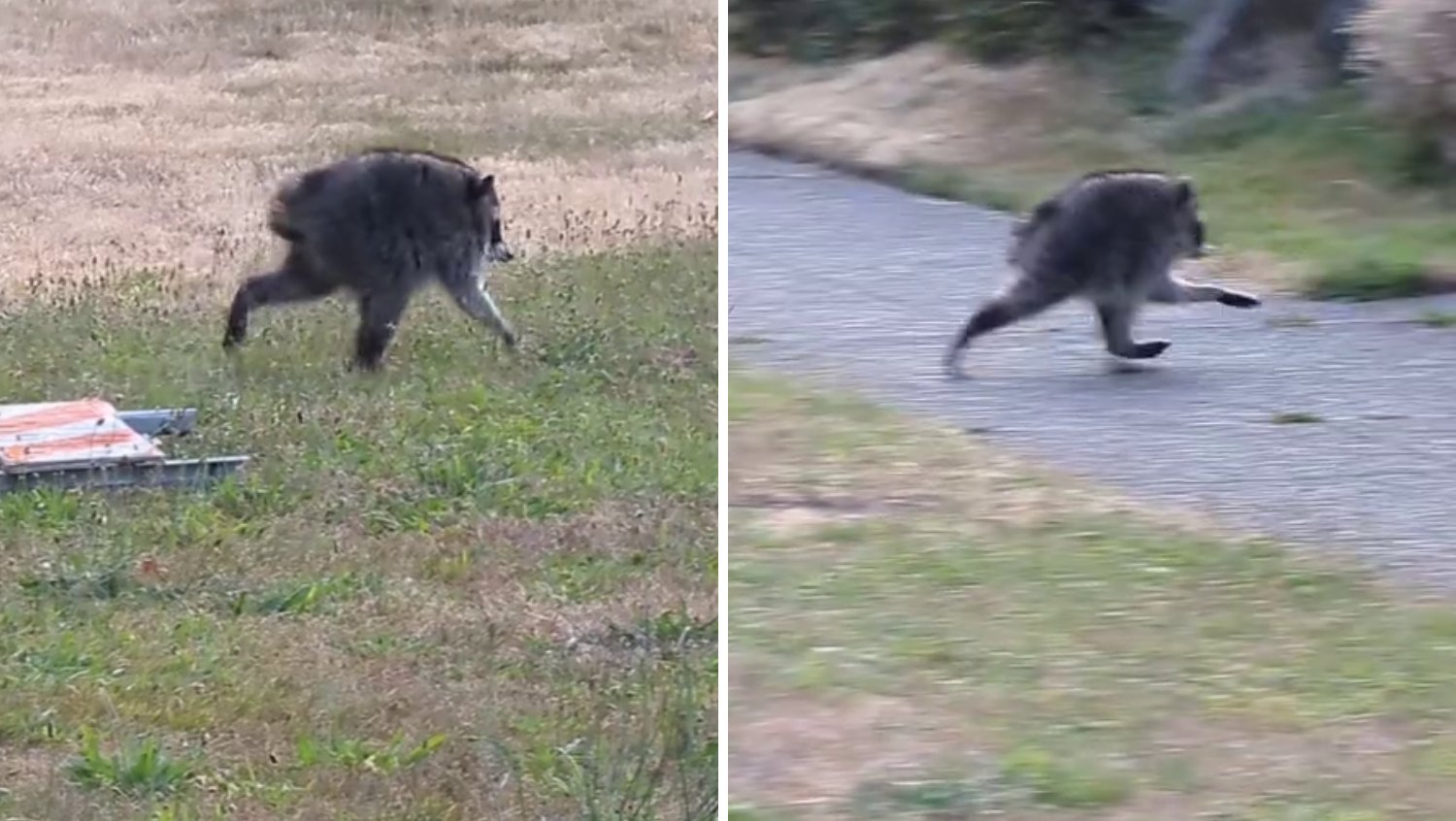 Viral Sensation Jimothy the Raccoon Named 'Washingtonian of the Day' by Governor Ferguson
