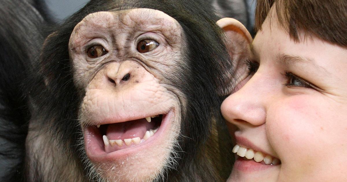 Researchers Find Human and Great Ape Laughter Share Rhythmic Patterns, Suggesting Ancient Origins for Speech