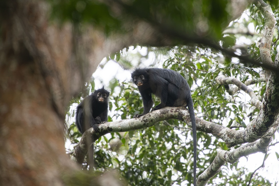 Distinctive Likweli Monkey Species Discovered in DRC Faces Immediate Threat