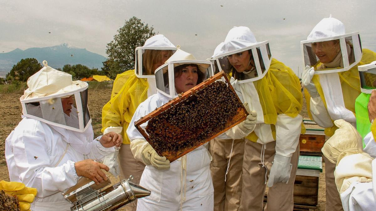 Netherlands experiences critical bee colony loss, with 24% vanished this winter due to varroa and hornets.