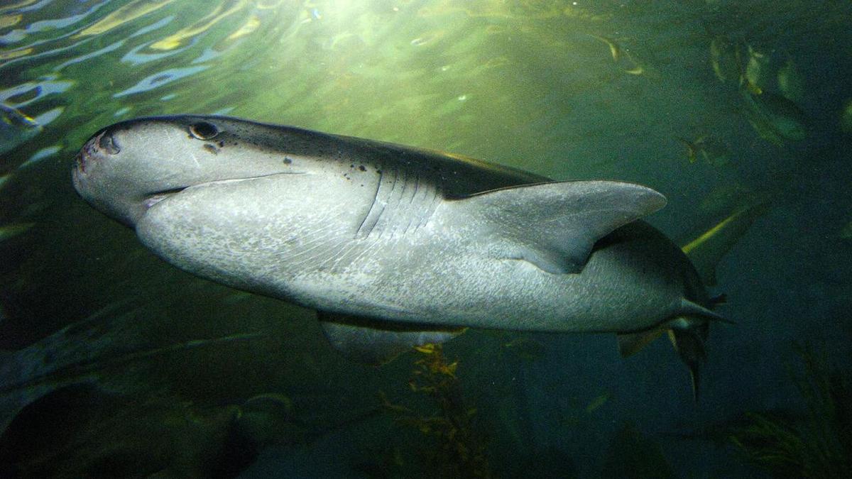 Bruny Island diver bitten in shark attack; authorities warn of rising incidents