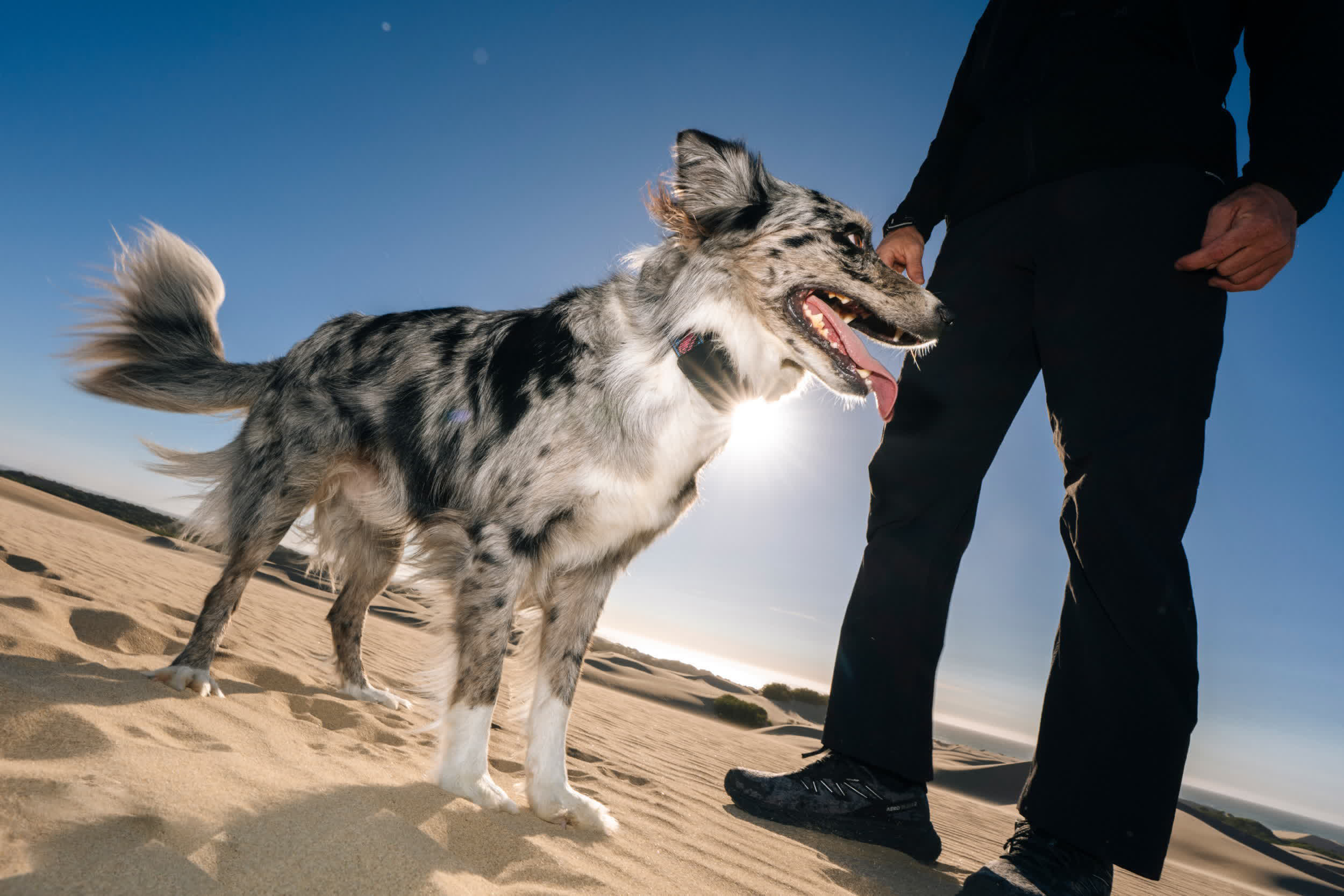 Fi Ultra Dog Collar Launches, Bringing Starlink Tracking to Cellular Dead Zones