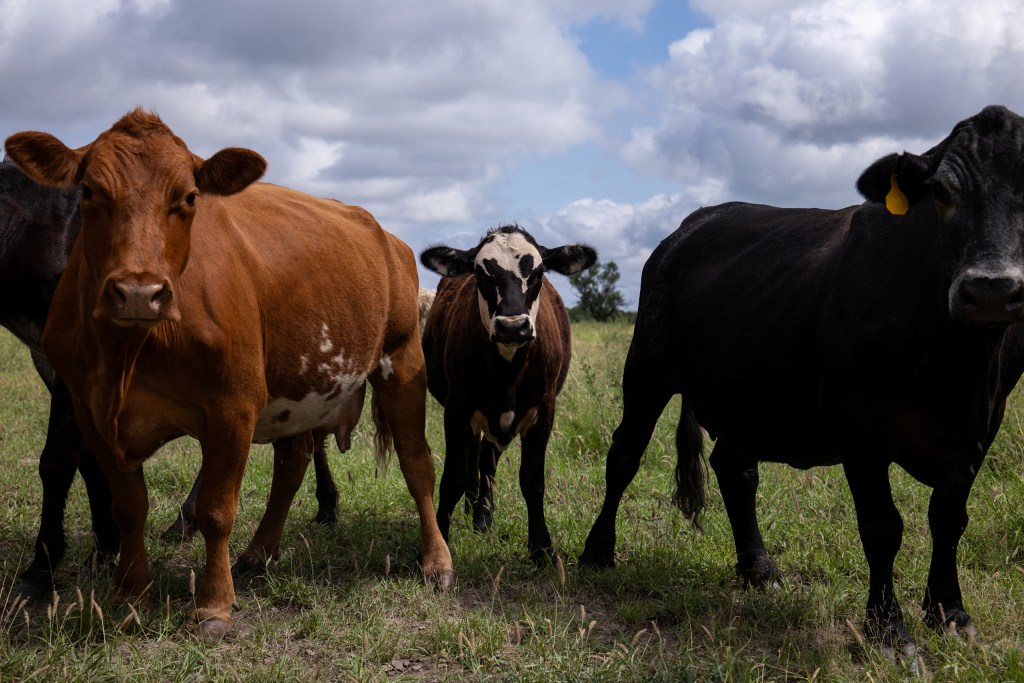 US Resumes Limited Mexican Cattle Imports Amid Screwworm Concerns and Biosecurity Debate