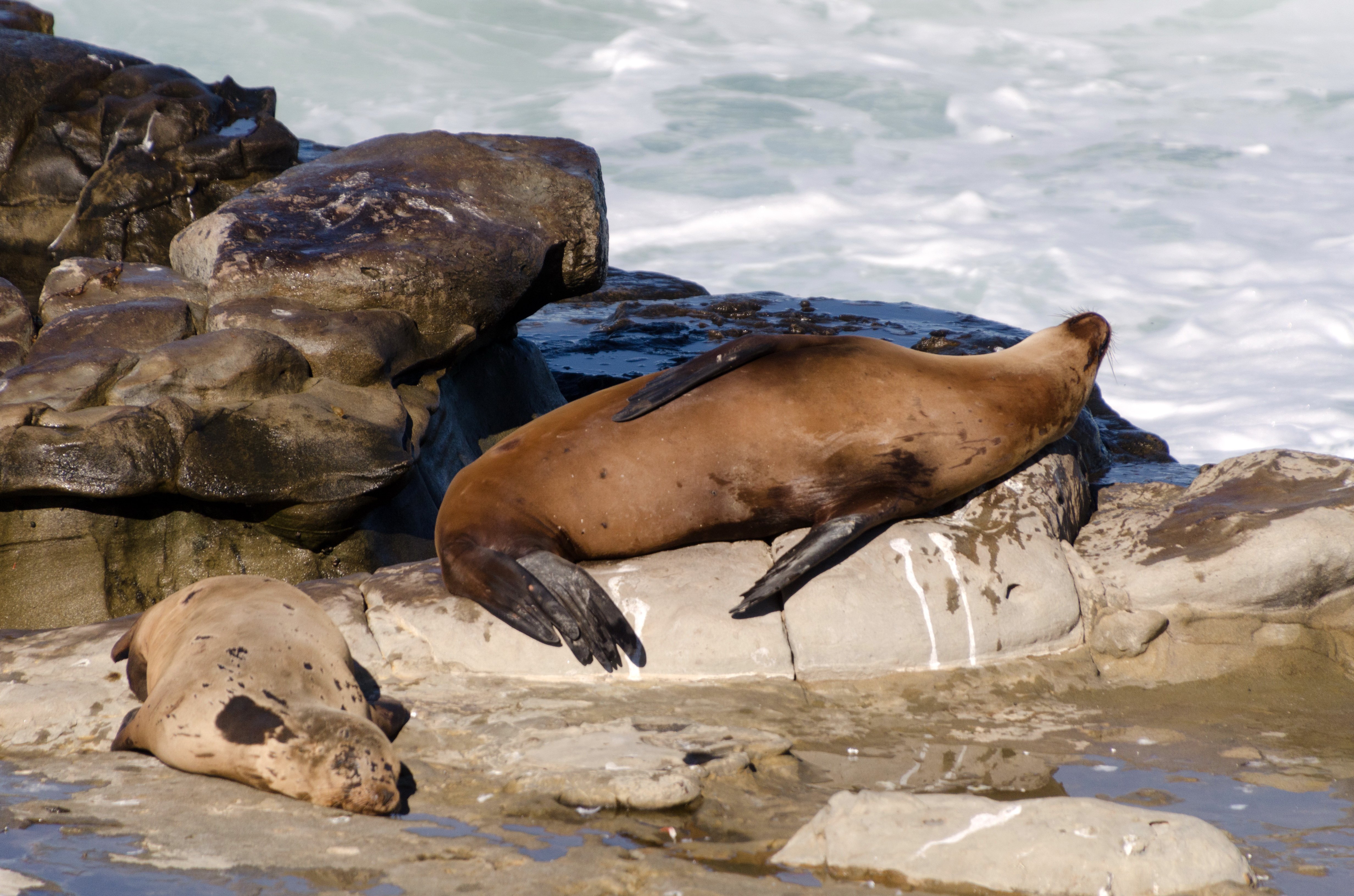 Federal Officials Investigate Video Showing Man Kicking Protected Sea Lion on California Beach