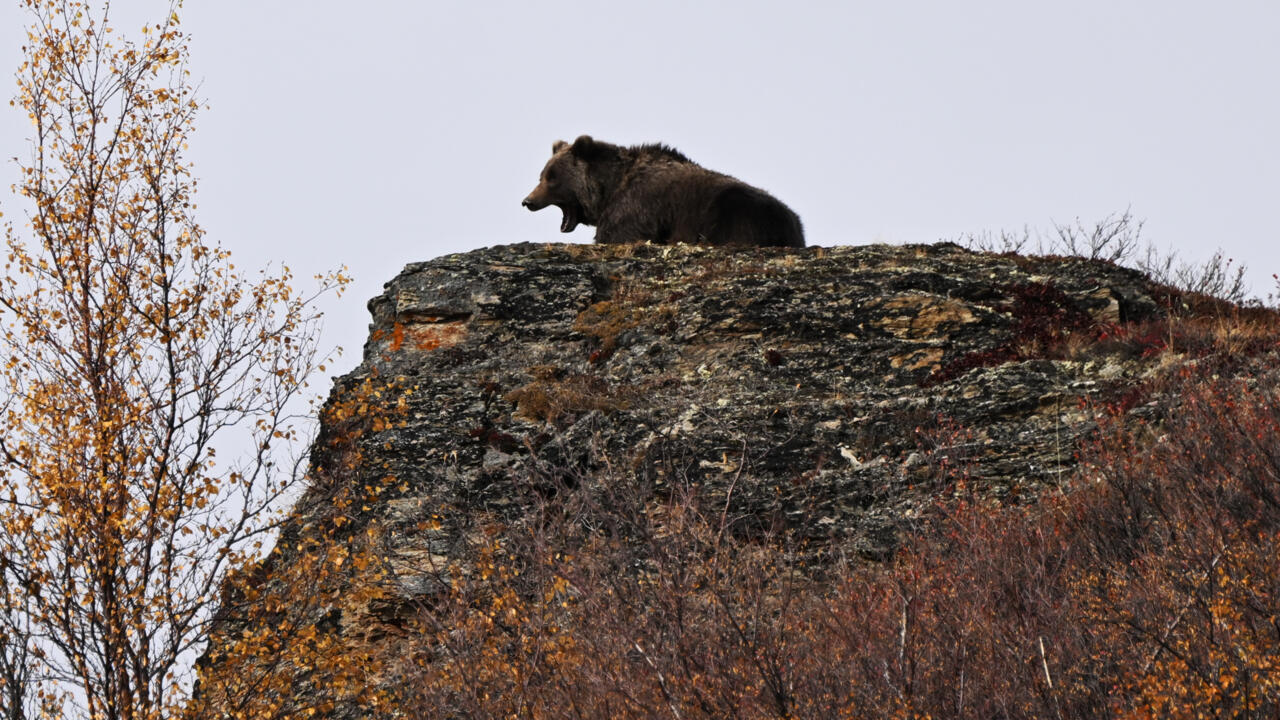 Environmental Groups and Tribes Sue Trump Over Endangered Species Act Habitat Rule