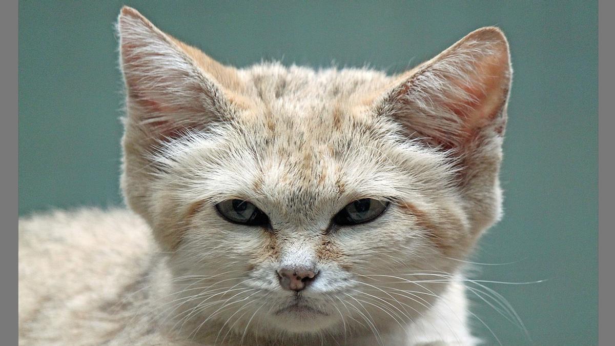 Elusive Desert Cat Species Recorded for the First Time in the Sahara