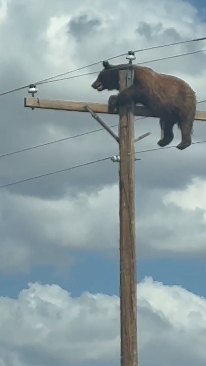 New Mexico Bear Electrocuted on Utility Pole After Rescue Attempts Face Delays and Safety Concerns