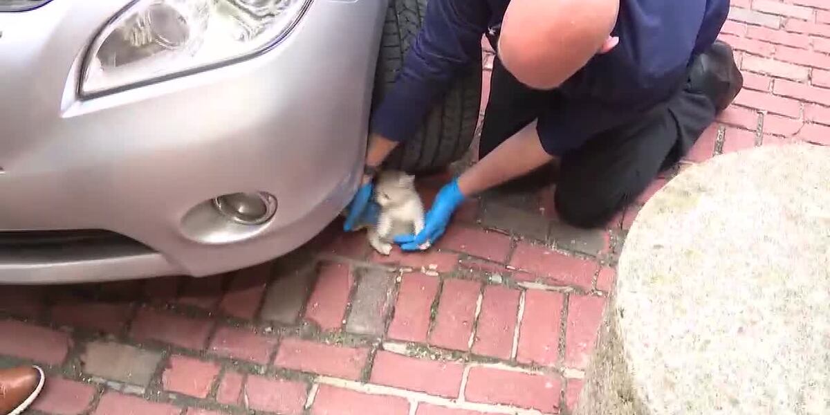 Boston Women Successfully Rescue Kitten Trapped in Car Engine, Name It Infinity