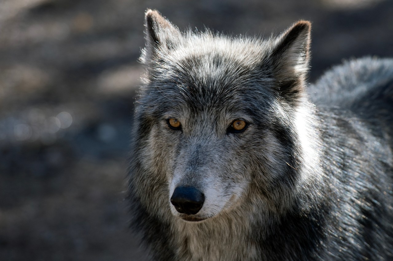 Colorado Confirms New Piney Ridge Wolf Pack as Four Packs Reproduce Amid Reintroduction Efforts