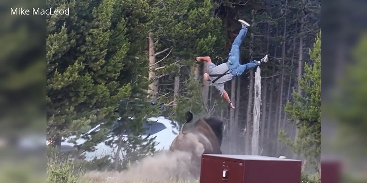 Yellowstone Bison Attacks Grandfather, Breaking Femur; Photographer Captures Incident