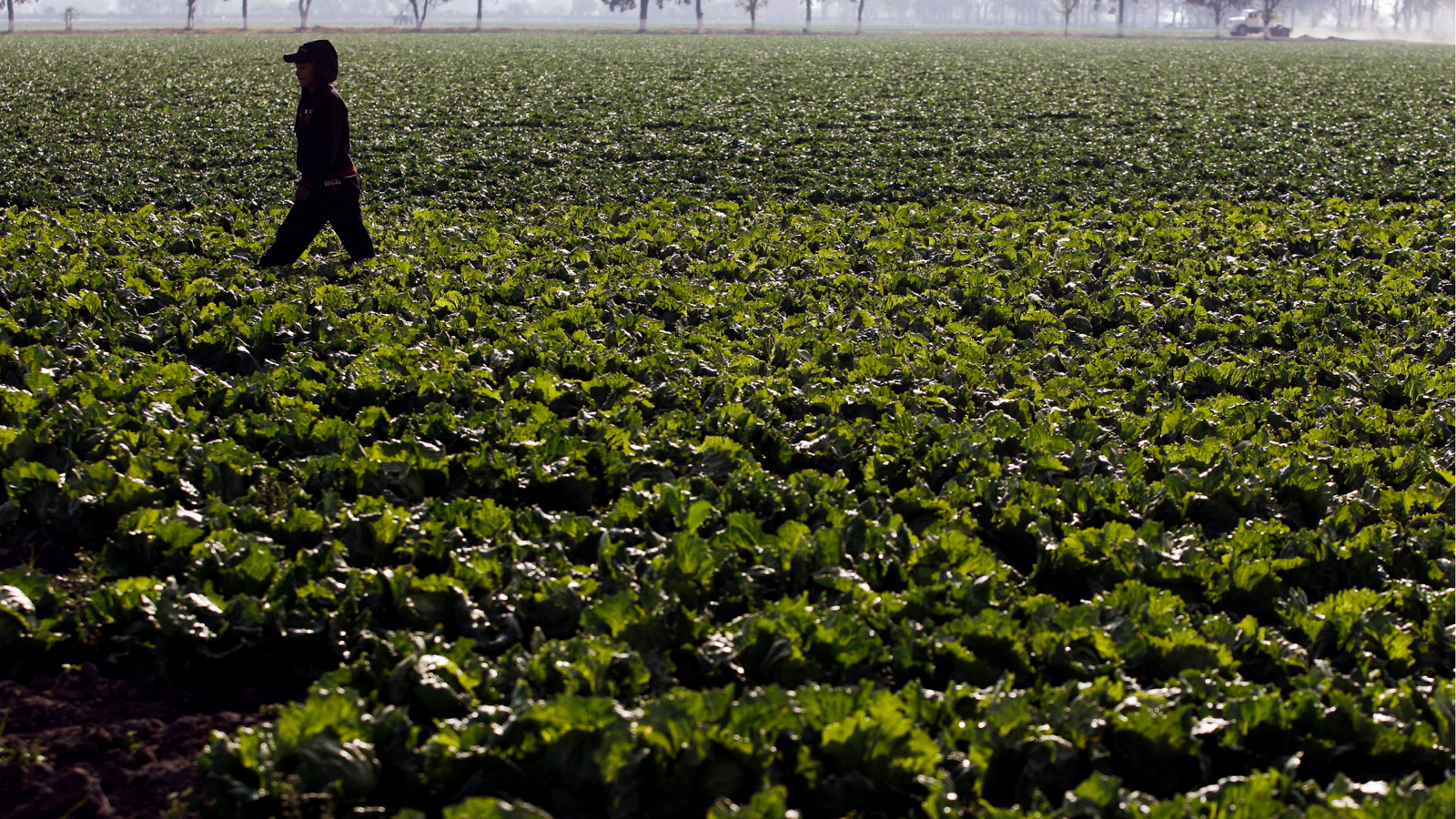 Taylor Farms Voluntarily Recalls Central Mexico Iceberg Lettuce Due to Cyclosporiasis Outbreak