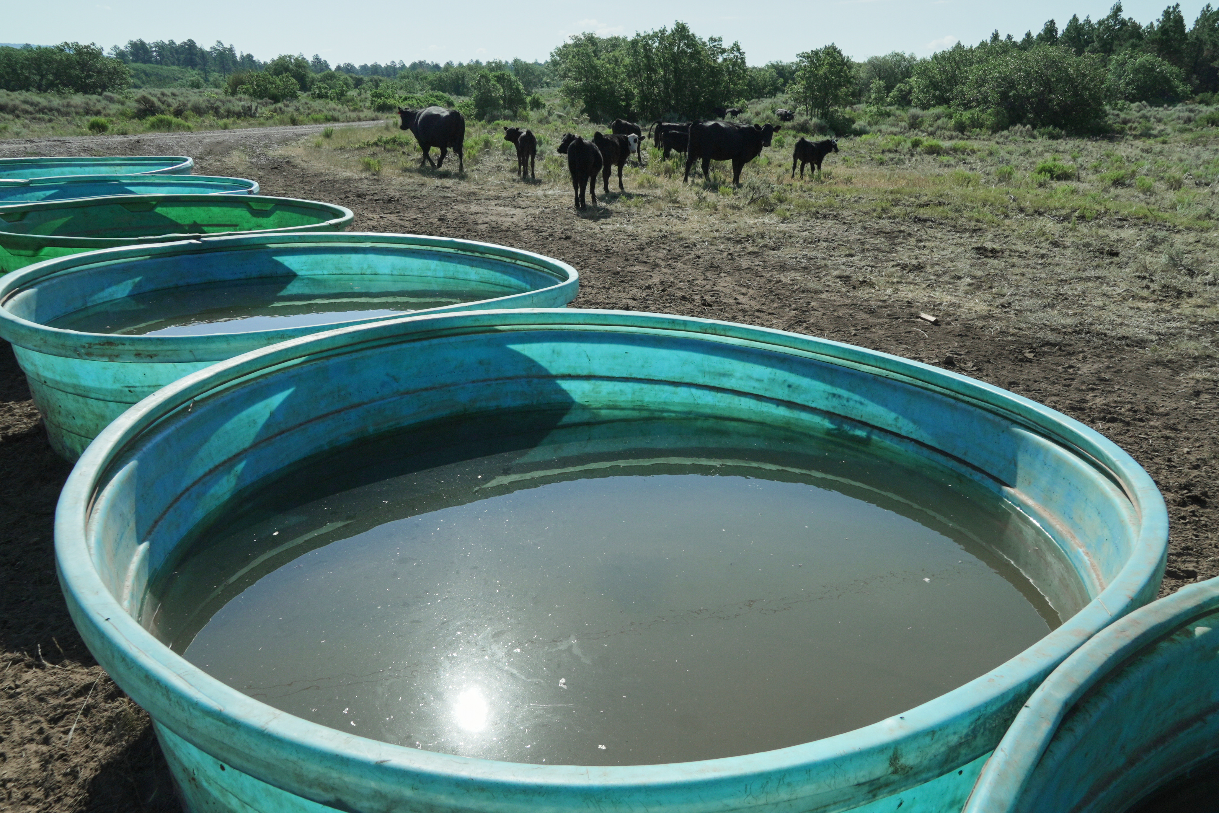 Worst Snowpack on Record Forces Western Ranchers to Haul Water Amid Climate Change