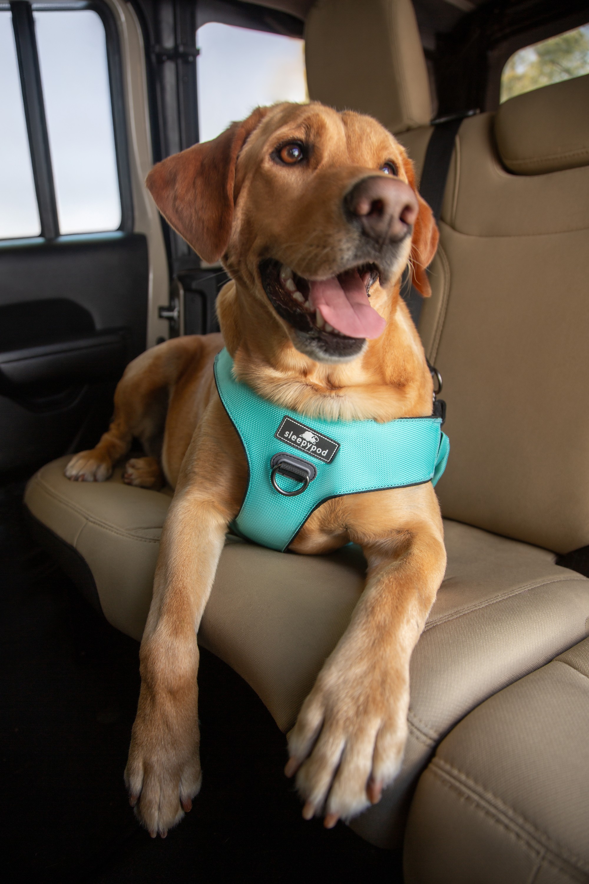 Sleepypod Unveils Rebrand, Reinforcing Two Decades of Crash-Tested Pet Safety with New Website