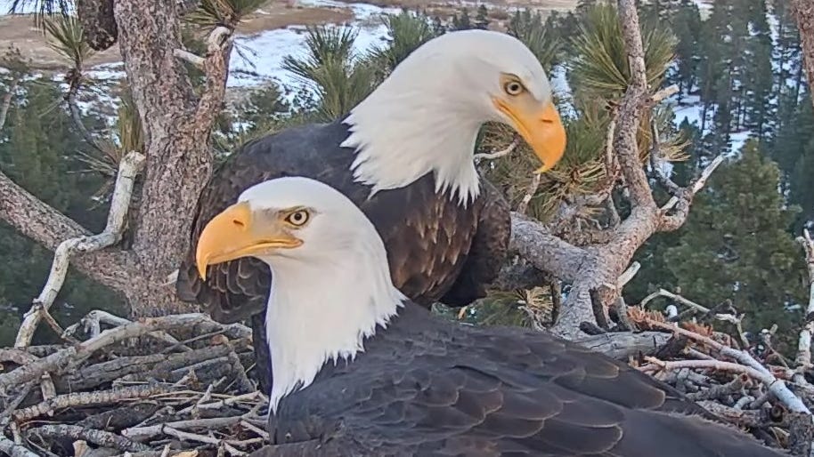Subadult Eagle Spotted Near Nest While Injured Jackie Remains in Rehab Awaiting Update