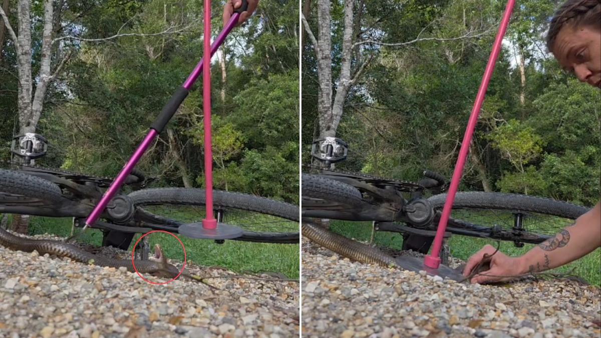 NSW Cyclist Recovers After Eastern Brown Snake Entangled in Bike Chain Delivers Dry Bite.