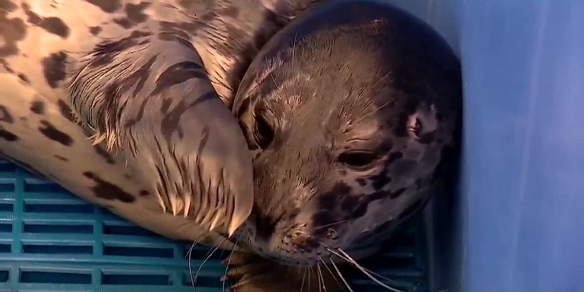 Bellingham Seal Pup Recovers from Gunshot Wound Amid Concerns Over Misinformation