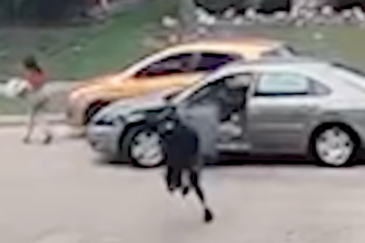 DoorDash Driver Completes Delivery After Being Hit by Car Fleeing Police, Receives Award