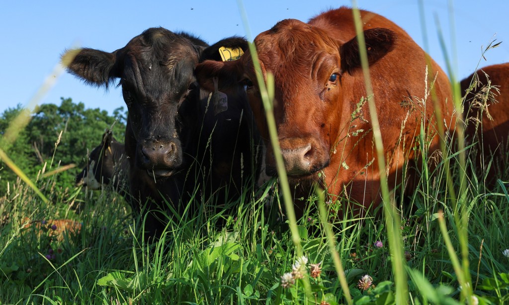 U.S. Beef Prices Soar to Record Highs Amid Shrinking National Cattle Herds and Persistent Drought