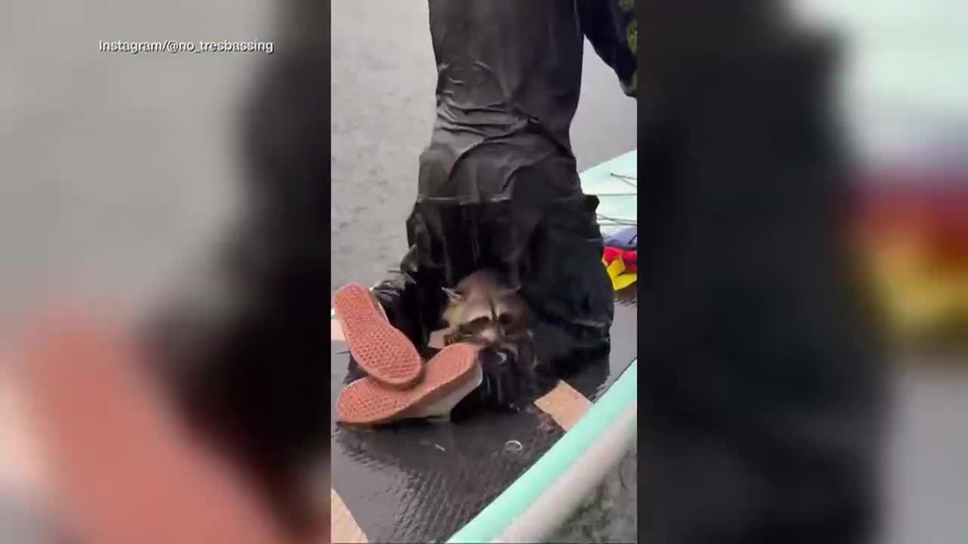 Texas Paddleboarders Rescue Drowning Raccoon from Lady Bird Lake, Offering Umbrella Shelter