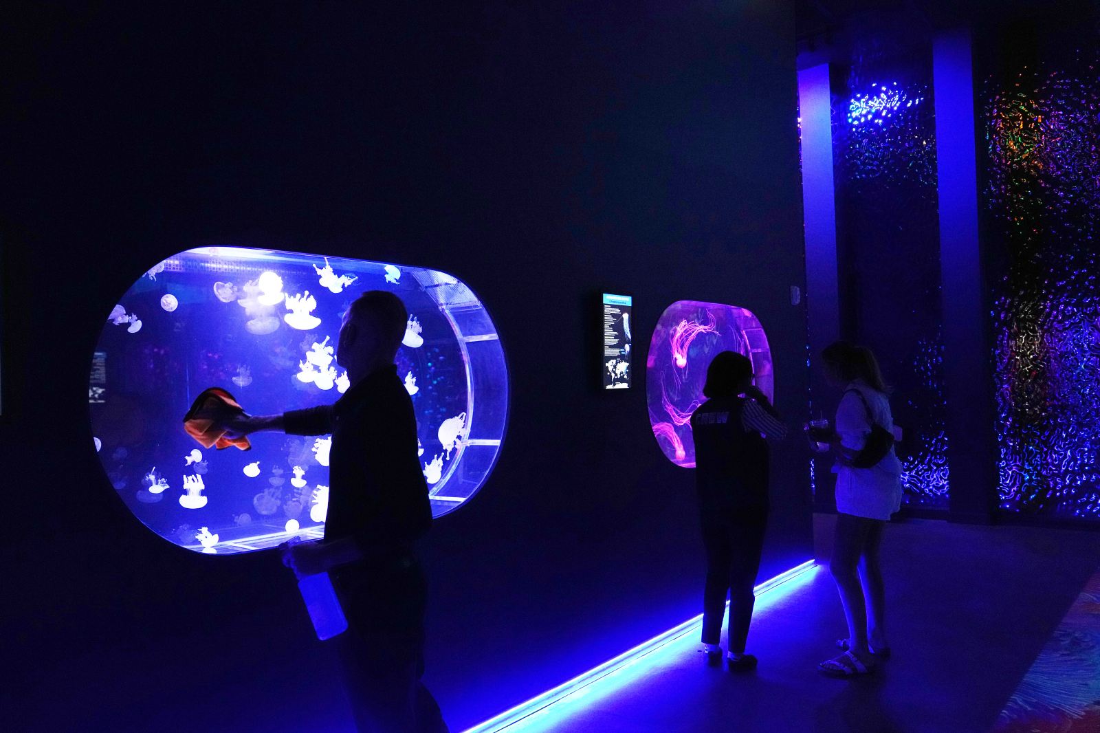 Ukrainian Refugees Open First US Jellyfish Museum in Pompano Beach, Florida