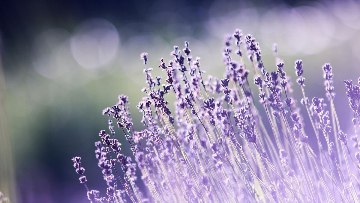 Garden Expert Advises Leaving Five Plant Varieties Uncut This September To Protect Wildlife