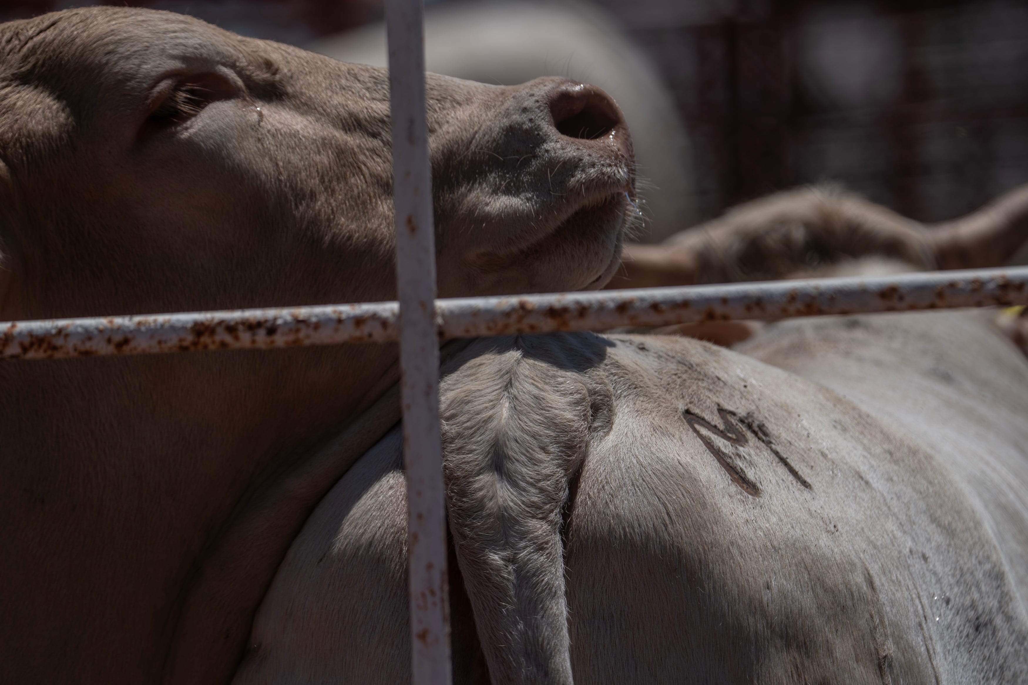 Mexican Cattle Exports Resume To United States After Extended Fifteen Month Shutdown