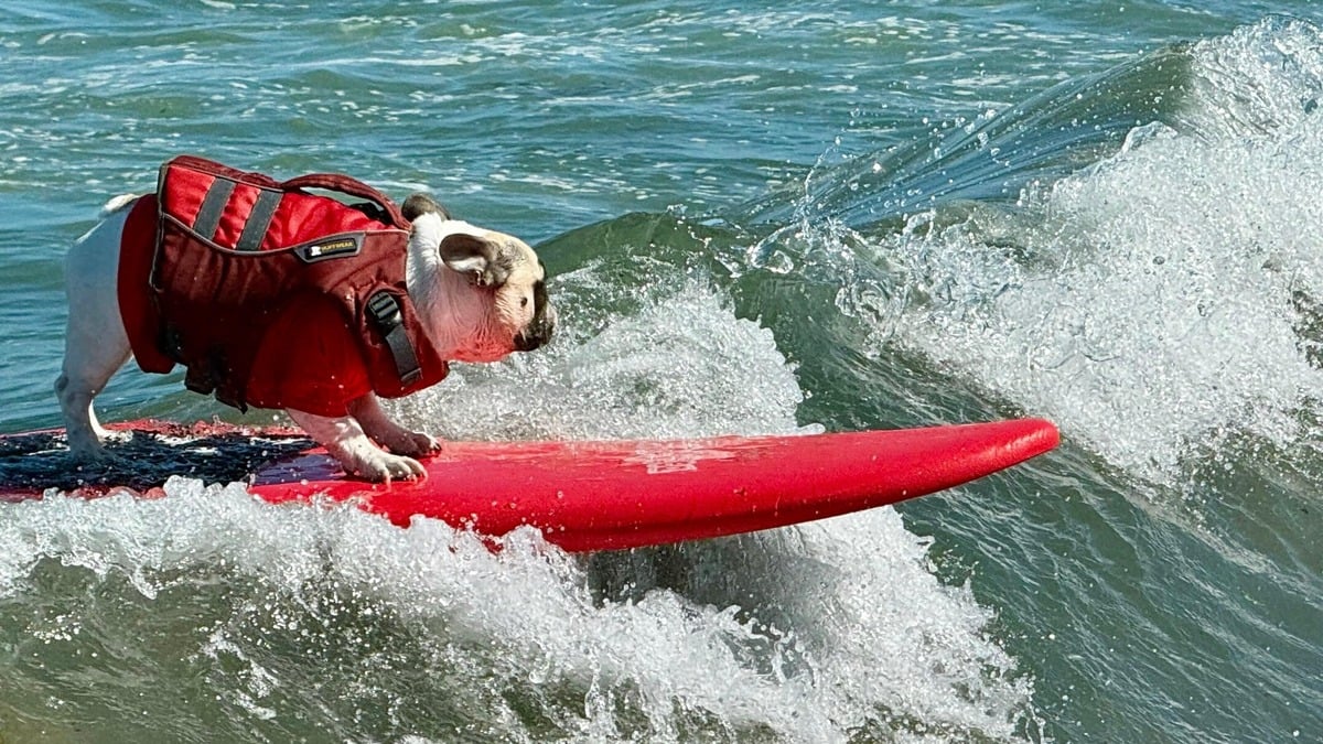 Dogs and handlers ride waves at 10th Annual Surfing Championship in Pacifica, California.
