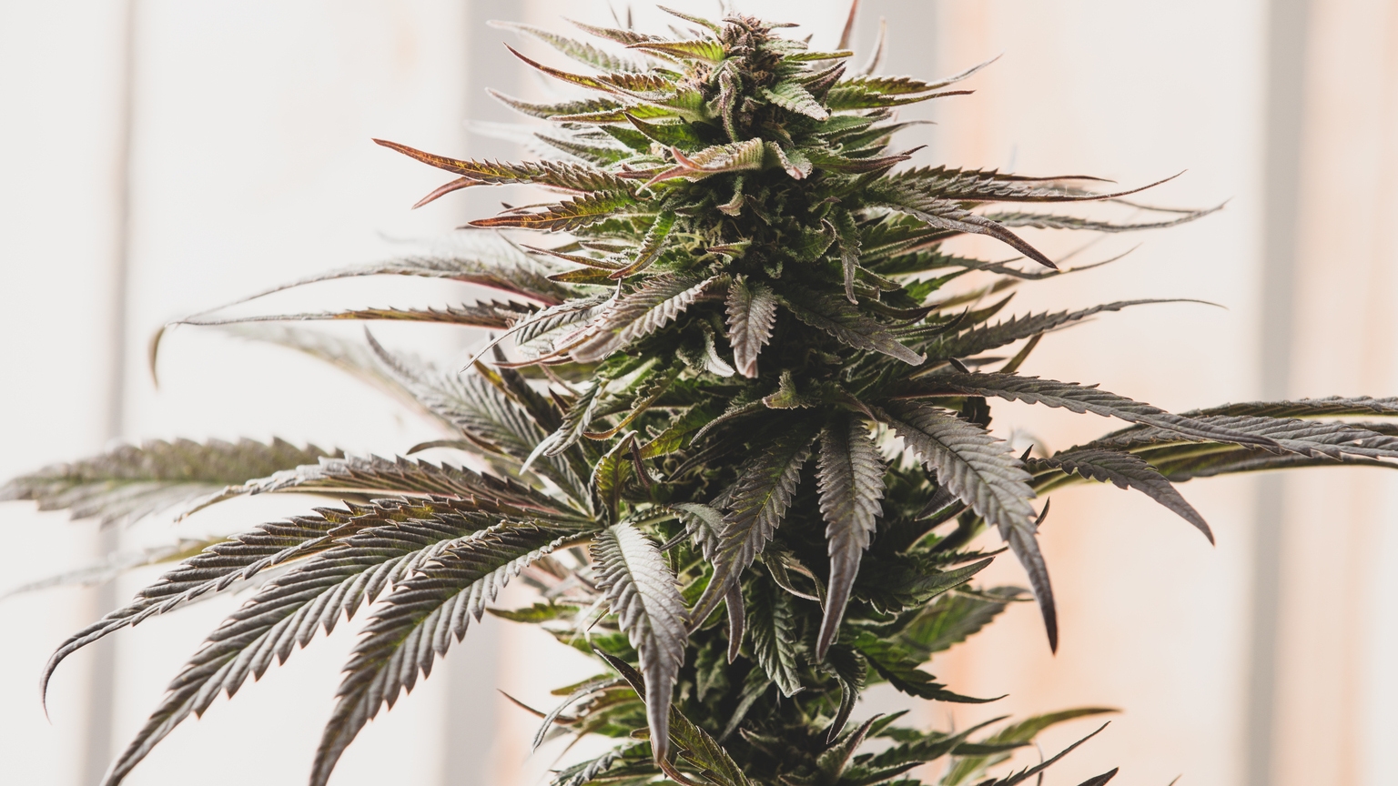 Curaleaf Criticizes Aurora Cannabis Strategy Amid Ongoing Public Acquisition Proposal
