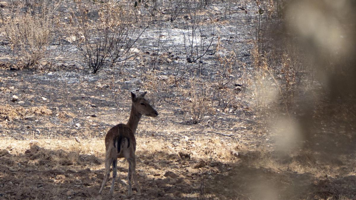 Large Fire Devastates 80% of Pata del Caballo, Huelva's Vital Ecological Corridor.