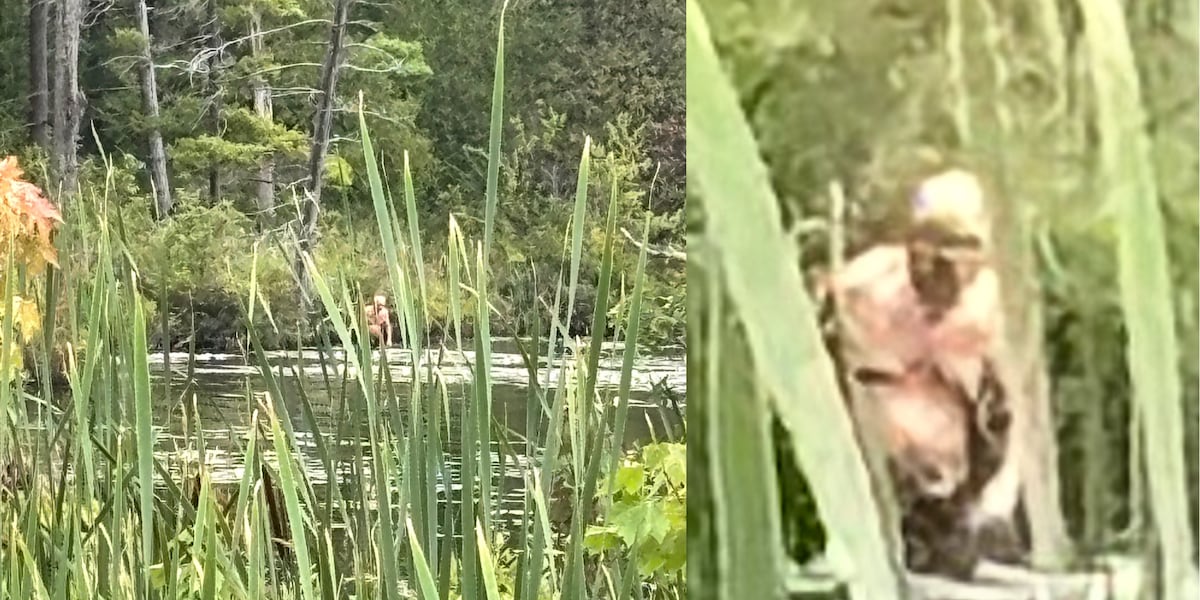 New York marshland photos spark debate over mysterious creature and human sighting.